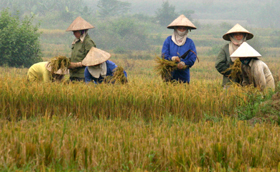 Nông dân xã Tú Sơn thu hoạch nốt lúa vụ mùa, năng Suất ước đạt 50tạ/ha